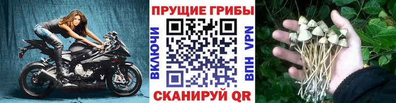 KRAKEN сайт  Чёрмоз  Галлюциногенные грибы Cubensis 